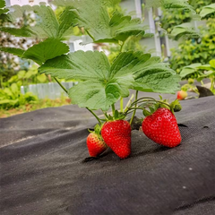 VEGMESH™ – FOLIJA ZA SADNJU (1x10m)