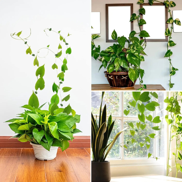 LEAFFIX rezultat